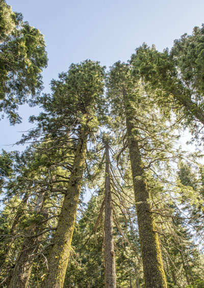 shasta cascade timberlands scenery